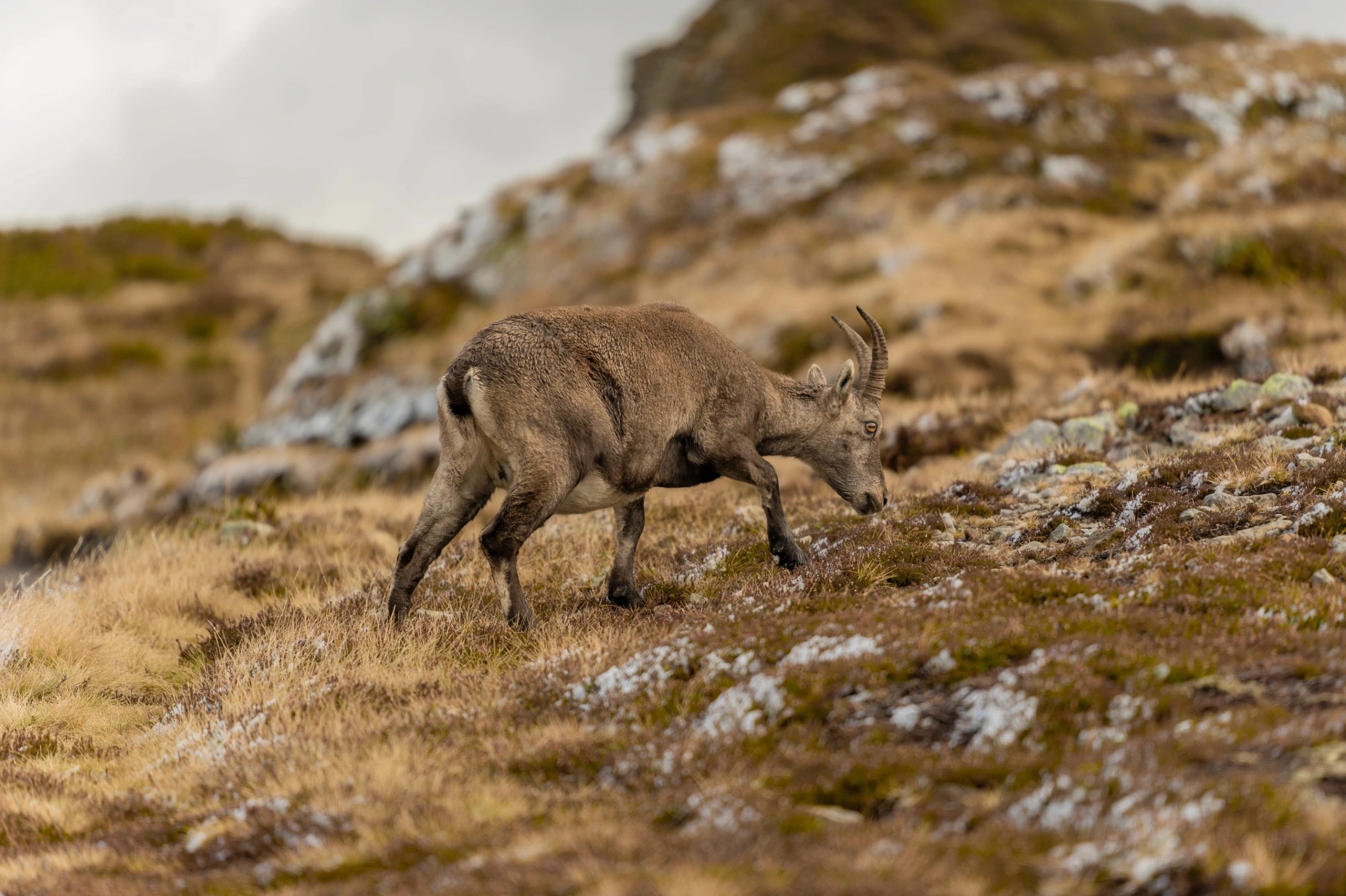 Ibex grazing on a rocky, grassy slope