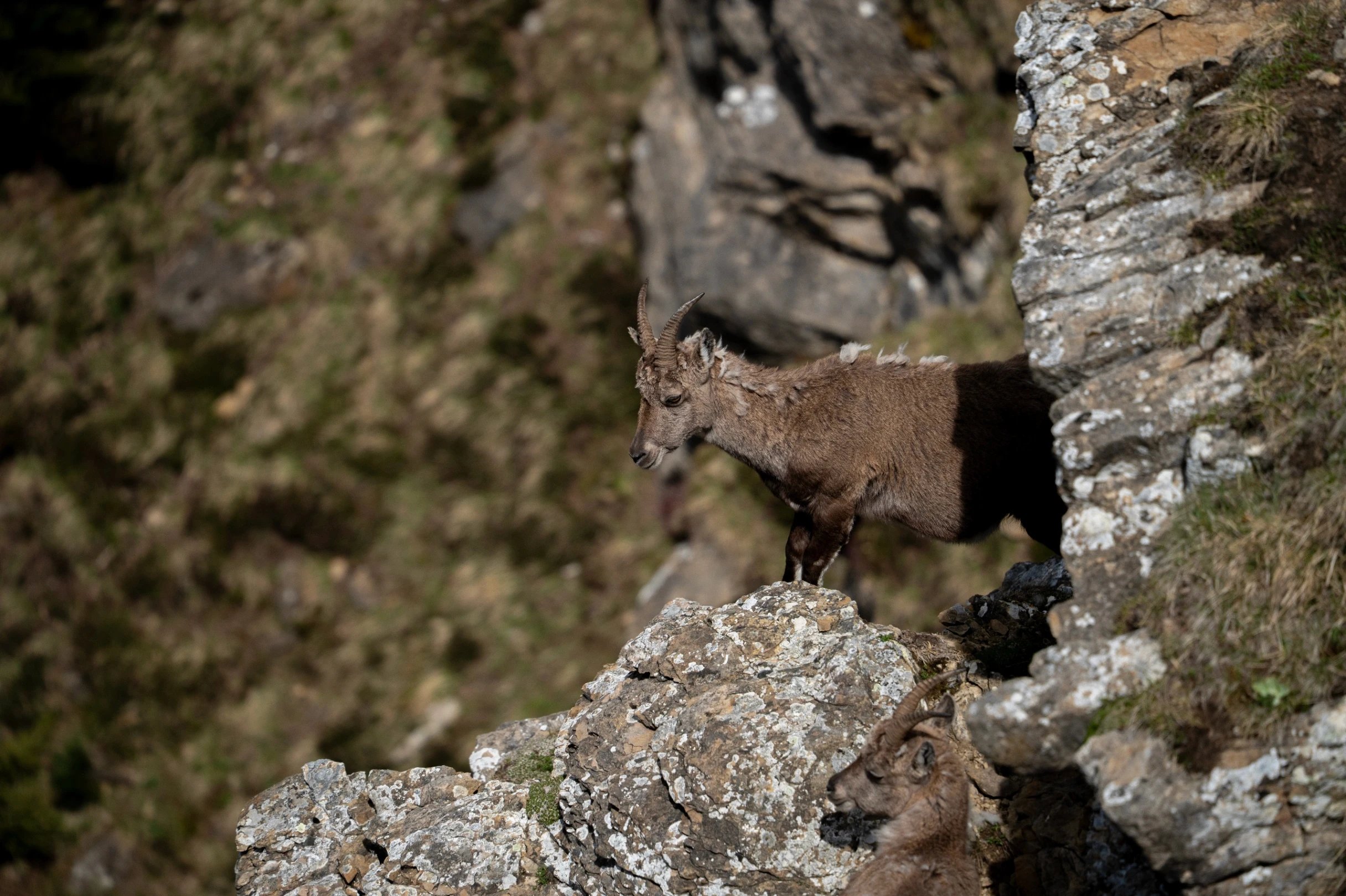 Ibex goat standing on rocks ledge.