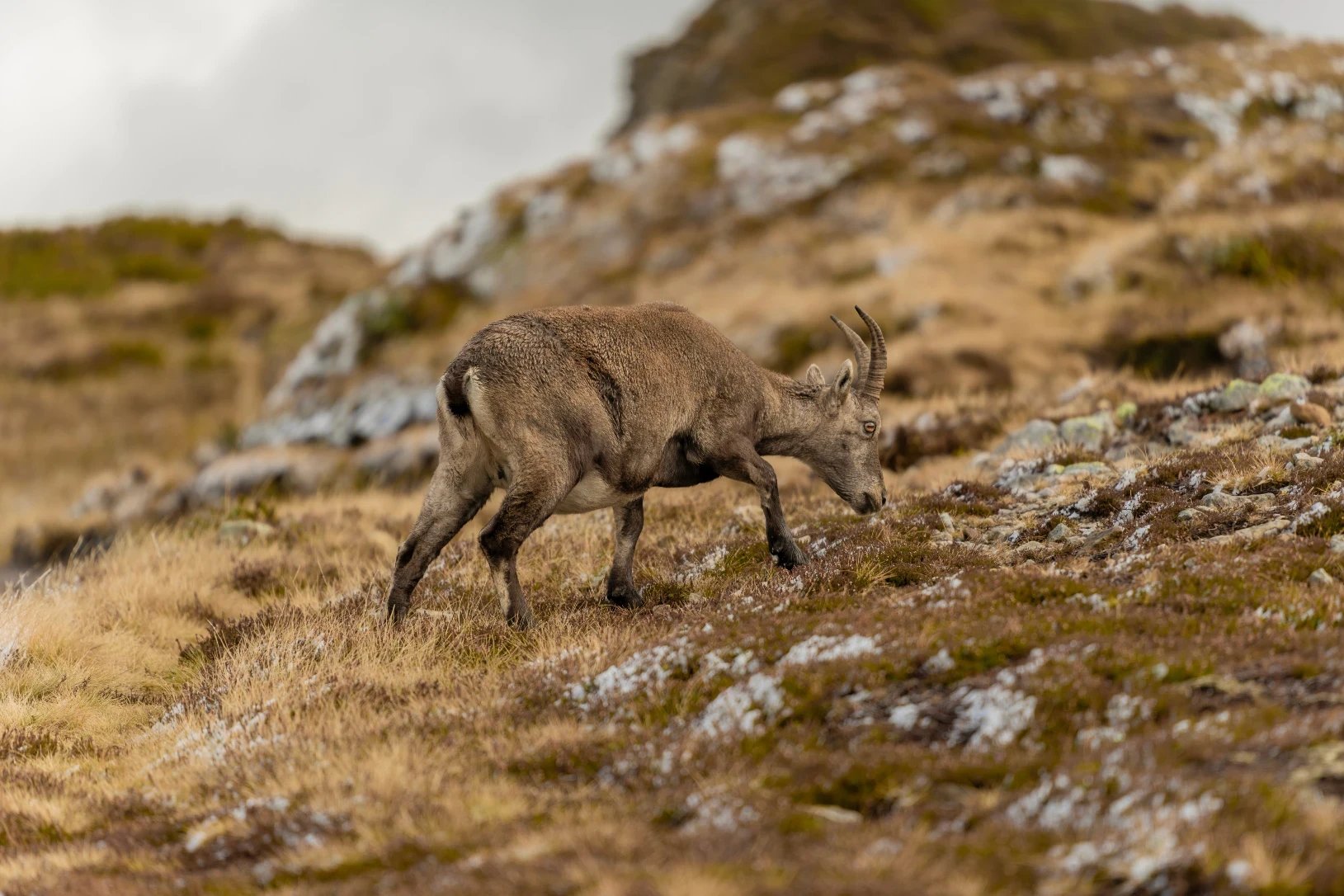 Ibex walking down a rocky, grassy slope.